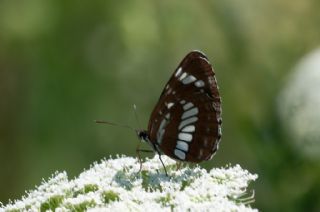Szlen Karakz (Neptis rivularis)