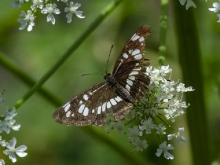 Szlen Karakz (Neptis rivularis)