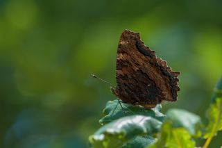 Karaaa Nimfalisi (Inachis polychloros)