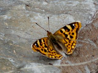 Anadolu ehzadesi (Thaleropis ionia)