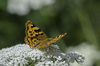 Anadolu ehzadesi (Thaleropis ionia)