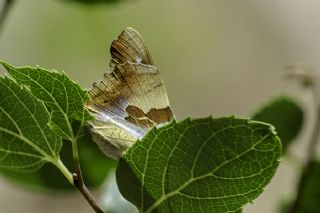 Anadolu ehzadesi (Thaleropis ionia)