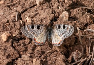 Kk Yalanc Apollo (Archon apollinaris)