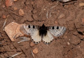 Kk Yalanc Apollo (Archon apollinaris)