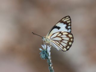 Beyaz nc (Belenois aurota)