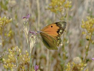 Anadolu Azameti (Colias aurorina)