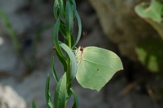 Anadolu Orakkanad (Gonepteryx farinosa)