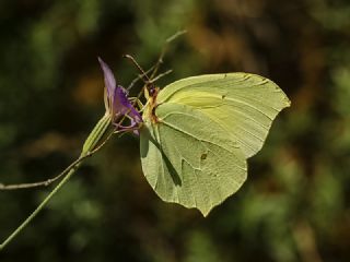 Anadolu Orakkanad (Gonepteryx farinosa)