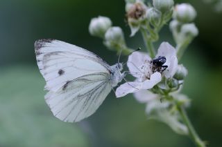 Yalanc Beyazmelek (Pieris pseudorapae)