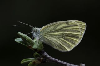 Yalanc Beyazmelek (Pieris pseudorapae)