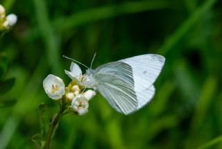 ran Beyazmelei (Pieris persis)