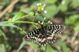 Gney Fistosu (Zerynthia polyxena)