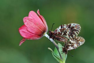 Gney Fistosu (Zerynthia polyxena)