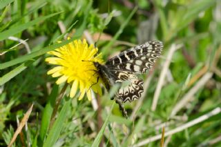 Gney Fistosu (Zerynthia polyxena)