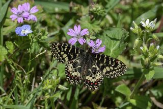 Gney Fistosu (Zerynthia polyxena)