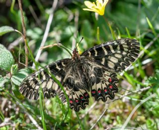 Gney Fistosu (Zerynthia polyxena)