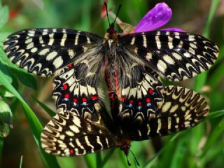 Gney Fistosu (Zerynthia polyxena)