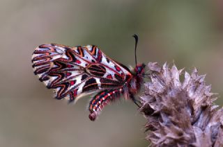Gney Fistosu (Zerynthia polyxena)