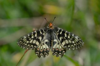 Gney Fistosu (Zerynthia polyxena)