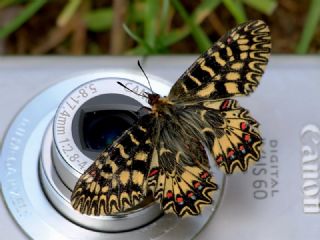 Gney Fistosu (Zerynthia polyxena)