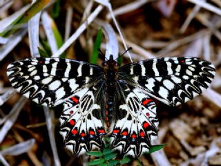 Gney Fistosu (Zerynthia polyxena)