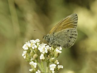 Orman Zpzp Perisi (Coenonympha glycerion)