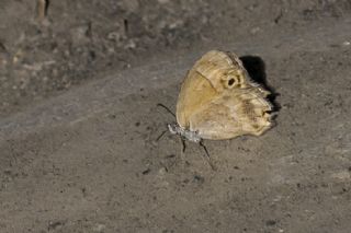 ran Zpzp Perisi (Coenonympha saadi)