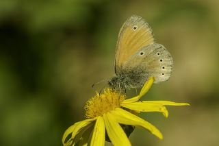 Kafkasya Zpzp Perisi (Coenonympha symphita)