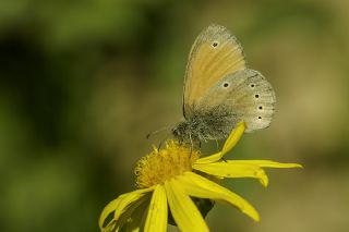 Kafkasya Zpzp Perisi (Coenonympha symphita)