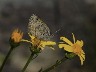 Kafkas Gzelesmeri (Erebia graucasica )