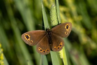 Orman Gzelesmeri (Erebia medusa )