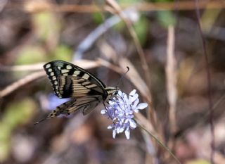 Krlangkuyruk (Papilio machaon)
