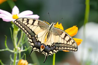 Krlangkuyruk (Papilio machaon)