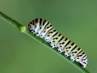 Krlangkuyruk (Papilio machaon)