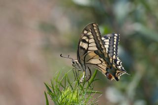 Krlangkuyruk (Papilio machaon)