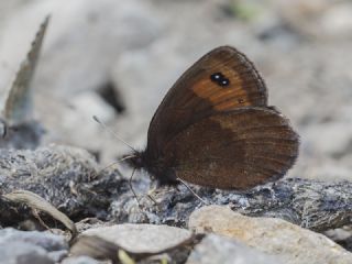 Mecnun Gzelesmeri (Erebia melancholica)