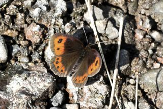 sko Gzelesmeri (Erebia aethiops)