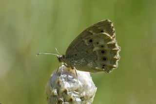 Kaya Esmeri (Kirinia clymene)