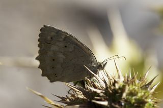 Kaya Esmeri (Kirinia clymene)