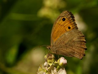 Esmerperi (Hyponephele lupina)