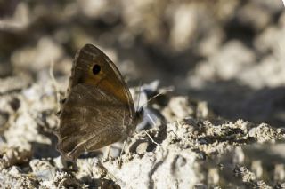 Esmerperi (Hyponephele lupina)