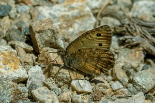 Grcistan Yalanccads (Pseudochazara guriensis)