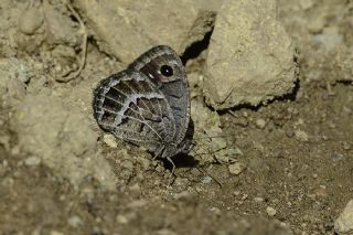 Beyaz Damarl Pirireis (Satyrus amasinus)