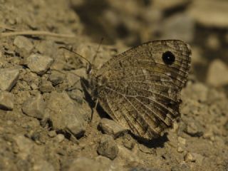 Beyaz Damarl Pirireis (Satyrus amasinus)