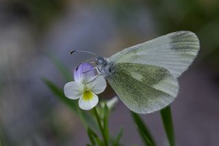 Doulu Narin Orman Beyaz (Leptidea duponcheli)