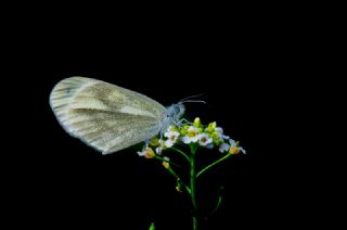 Narin Orman Beyaz (Leptidea sinapis)