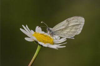 Narin Orman Beyaz (Leptidea sinapis)