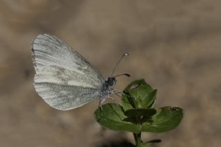 Narin Orman Beyaz (Leptidea sinapis)