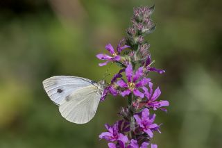 Byk Beyazmelek  (Pieris brassicae)