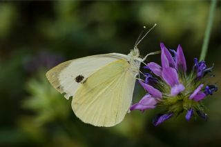 Byk Beyazmelek  (Pieris brassicae)